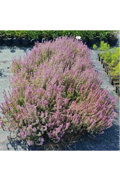 Чебрець лимонний Раста / Тим’ян  - 3л/вис.15-20см/Ø20-25см